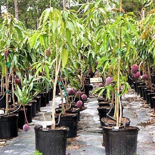 Mangifera indica, Mango Tree - www.Greenie.ae Buy online Best and Healthy Plants and quality products guarantee in Dubai Plants Shop in Dubai Abu Dhabi all over UAE Plants near me Fresh Plants in Dubai where to buy plants in UAE - Greenie.ae