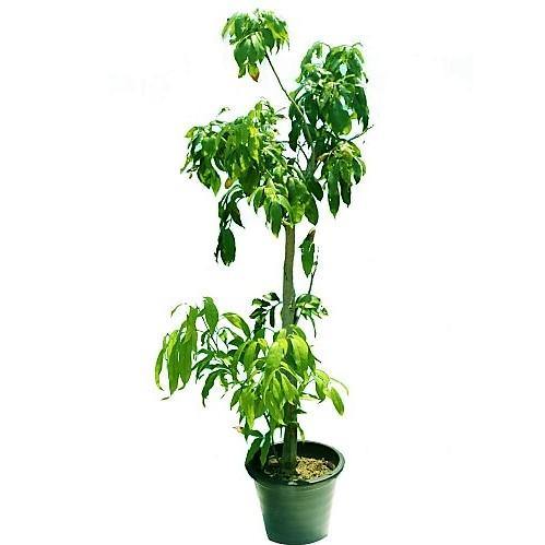 Mangifera indica, Mango Tree - www.Greenie.ae Buy online Best and Healthy Plants and quality products guarantee in Dubai Plants Shop in Dubai Abu Dhabi all over UAE Plants near me Fresh Plants in Dubai where to buy plants in UAE - Greenie.ae