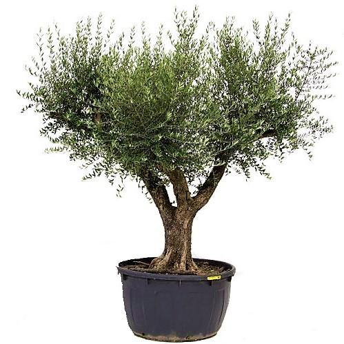 Olive Tree, Olea Europaea - www.Greenie.ae Buy online Best and Healthy Plants and quality products guarantee in Dubai Plants Shop in Dubai Abu Dhabi all over UAE Plants near me Fresh Plants in Dubai where to buy plants in UAE - Greenie.ae
