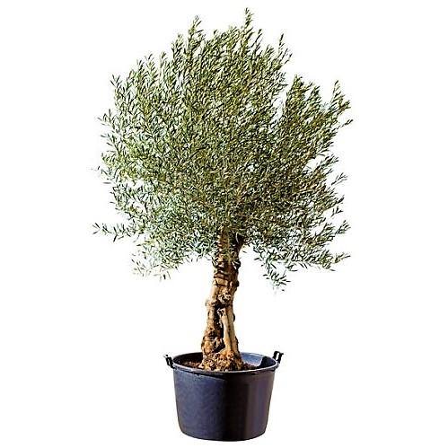 Olive Tree, Olea Europaea - www.Greenie.ae Buy online Best and Healthy Plants and quality products guarantee in Dubai Plants Shop in Dubai Abu Dhabi all over UAE Plants near me Fresh Plants in Dubai where to buy plants in UAE - Greenie.ae