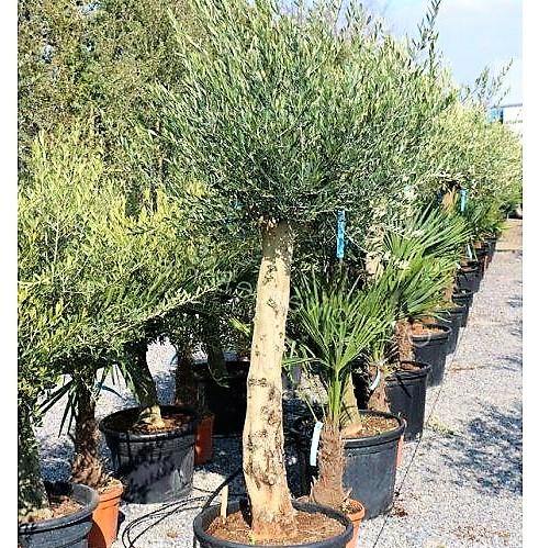 Olive Tree, Olea Europaea - www.Greenie.ae Buy online Best and Healthy Plants and quality products guarantee in Dubai Plants Shop in Dubai Abu Dhabi all over UAE Plants near me Fresh Plants in Dubai where to buy plants in UAE - Greenie.ae