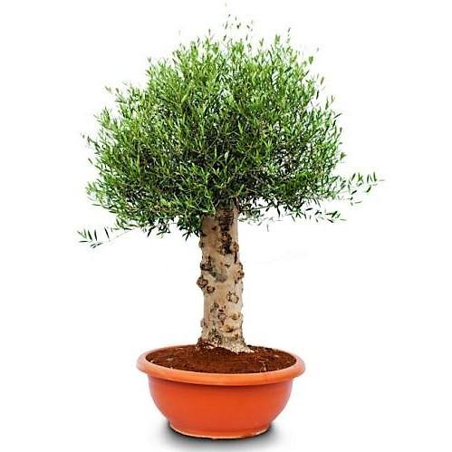 Olive Tree, Olea Europaea - www.Greenie.ae Buy online Best and Healthy Plants and quality products guarantee in Dubai Plants Shop in Dubai Abu Dhabi all over UAE Plants near me Fresh Plants in Dubai where to buy plants in UAE - Greenie.ae