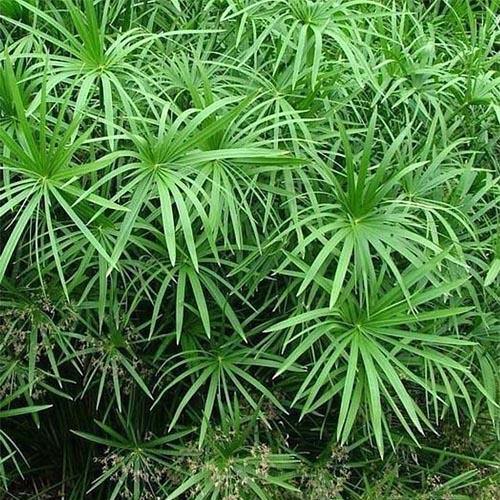 Cyperus Alternifolius, Umbrella Papyrus - www.Greenie.ae Buy online Best and Healthy Plants and quality products guarantee in Dubai Plants Shop in Dubai Abu Dhabi all over UAE Plants near me Fresh Plants in Dubai where to buy plants in UAE - Greenie.ae