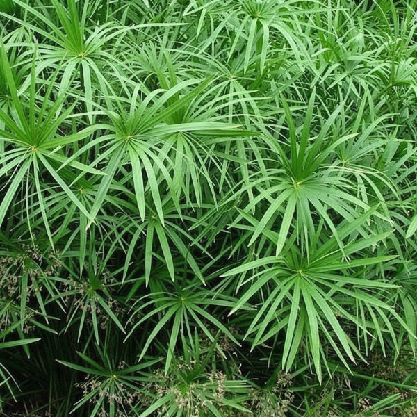 Cyperus Alternifolius, Umbrella Papyrus - www.Greenie.ae Buy online Best and Healthy Plants and quality products guarantee in Dubai Plants Shop in Dubai Abu Dhabi all over UAE Plants near me Fresh Plants in Dubai where to buy plants in UAE - Greenie.ae