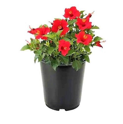 Sinensis Red, Hibiscus Rosa - www.Greenie.ae Buy online Best and Healthy Plants and quality products guarantee in Dubai Plants Shop in Dubai Abu Dhabi all over UAE Plants near me Fresh Plants in Dubai where to buy plants in UAE - Greenie.ae