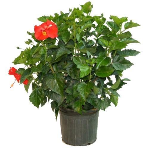 Sinensis Red, Hibiscus Rosa - www.Greenie.ae Buy online Best and Healthy Plants and quality products guarantee in Dubai Plants Shop in Dubai Abu Dhabi all over UAE Plants near me Fresh Plants in Dubai where to buy plants in UAE - Greenie.ae