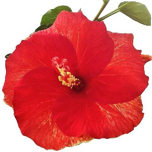 Sinensis Red, Hibiscus Rosa - www.Greenie.ae Buy online Best and Healthy Plants and quality products guarantee in Dubai Plants Shop in Dubai Abu Dhabi all over UAE Plants near me Fresh Plants in Dubai where to buy plants in UAE - Greenie.ae