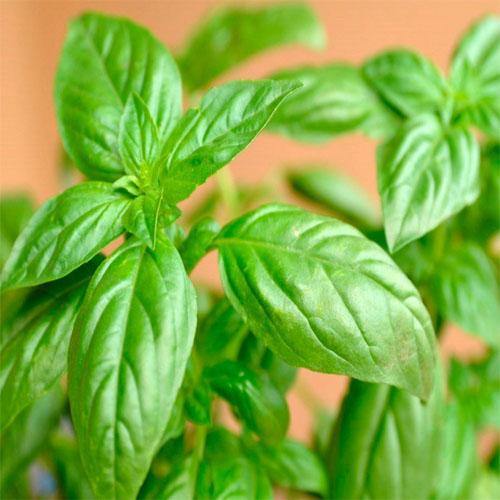 Ocimum Basilicum, Sweet Basil, Sweet Genovese - www.Greenie.ae Buy online Best and Healthy Plants and quality products guarantee in Dubai Plants Shop in Dubai Abu Dhabi all over UAE Plants near me Fresh Plants in Dubai where to buy plants in UAE - Greenie.ae