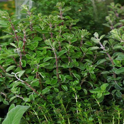 Sweet Marjoram - www.Greenie.ae Buy online Best and Healthy Plants and quality products guarantee in Dubai Plants Shop in Dubai Abu Dhabi all over UAE Plants near me Fresh Plants in Dubai where to buy plants in UAE - Greenie.ae