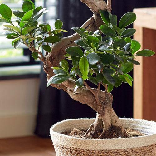 Ficus S Bonsai - www.Greenie.ae Buy online Best and Healthy Plants and quality products guarantee in Dubai Plants Shop in Dubai Abu Dhabi all over UAE Plants near me Fresh Plants in Dubai where to buy plants in UAE - Greenie.ae