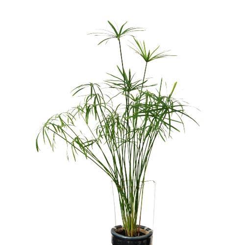 Cyperus Alternifolius, Umbrella Papyrus - www.Greenie.ae Buy online Best and Healthy Plants and quality products guarantee in Dubai Plants Shop in Dubai Abu Dhabi all over UAE Plants near me Fresh Plants in Dubai where to buy plants in UAE - Greenie.ae