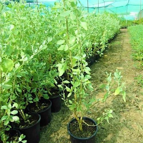 Atriplex halimus, Salt Bush - www.Greenie.ae Buy online Best and Healthy Plants and quality products guarantee in Dubai Plants Shop in Dubai Abu Dhabi all over UAE Plants near me Fresh Plants in Dubai where to buy plants in UAE - Greenie.ae