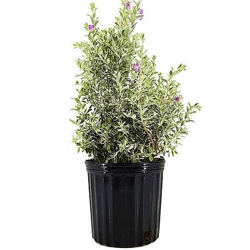 Leucophyllum Frutescens, Texas Sage - www.Greenie.ae Buy online Best and Healthy Plants and quality products guarantee in Dubai Plants Shop in Dubai Abu Dhabi all over UAE Plants near me Fresh Plants in Dubai where to buy plants in UAE - Greenie.ae