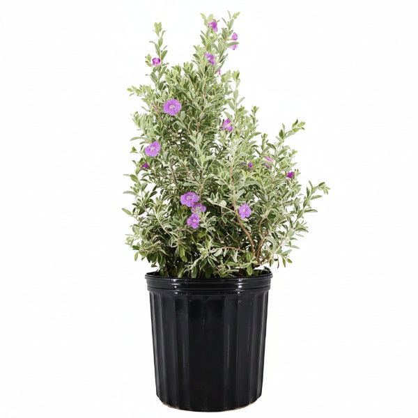 Leucophyllum Frutescens, Texas Sage - www.Greenie.ae Buy online Best and Healthy Plants and quality products guarantee in Dubai Plants Shop in Dubai Abu Dhabi all over UAE Plants near me Fresh Plants in Dubai where to buy plants in UAE - Greenie.ae