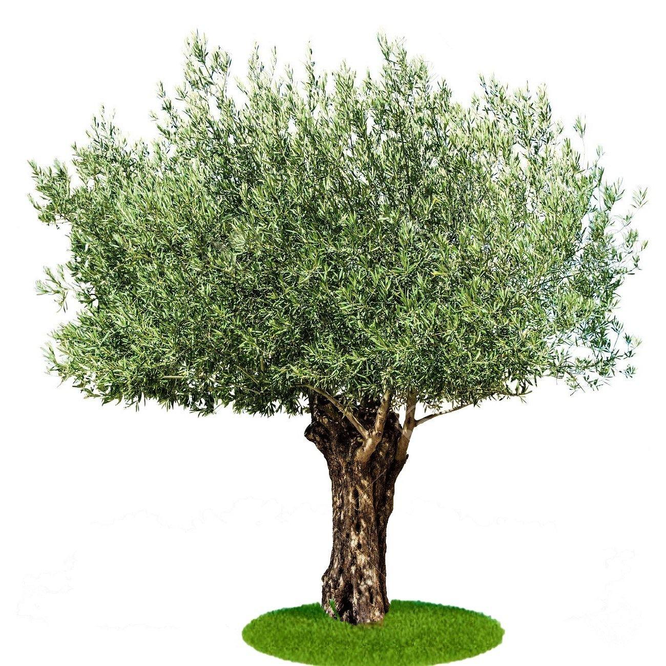 Olive Tree, Olea Europaea - www.Greenie.ae Buy online Best and Healthy Plants and quality products guarantee in Dubai Plants Shop in Dubai Abu Dhabi all over UAE Plants near me Fresh Plants in Dubai where to buy plants in UAE - Greenie.ae