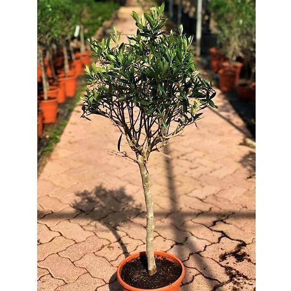 Olive Tree, Olea Europaea - www.Greenie.ae Buy online Best and Healthy Plants and quality products guarantee in Dubai Plants Shop in Dubai Abu Dhabi all over UAE Plants near me Fresh Plants in Dubai where to buy plants in UAE - Greenie.ae
