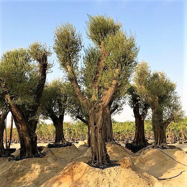 Olive Tree, Olea Europaea - www.Greenie.ae Buy online Best and Healthy Plants and quality products guarantee in Dubai Plants Shop in Dubai Abu Dhabi all over UAE Plants near me Fresh Plants in Dubai where to buy plants in UAE - Greenie.ae