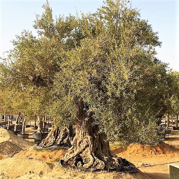 Olive Tree, Olea Europaea - www.Greenie.ae Buy online Best and Healthy Plants and quality products guarantee in Dubai Plants Shop in Dubai Abu Dhabi all over UAE Plants near me Fresh Plants in Dubai where to buy plants in UAE - Greenie.ae