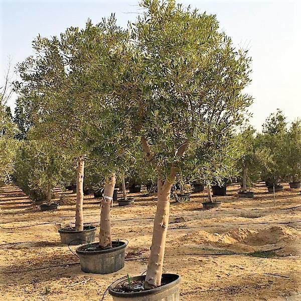 Olive Tree, Olea Europaea - www.Greenie.ae Buy online Best and Healthy Plants and quality products guarantee in Dubai Plants Shop in Dubai Abu Dhabi all over UAE Plants near me Fresh Plants in Dubai where to buy plants in UAE - Greenie.ae