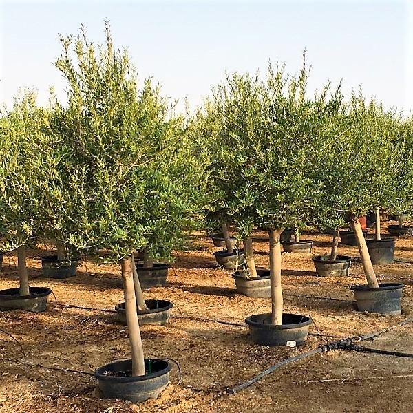 Olive Tree, Olea Europaea - www.Greenie.ae Buy online Best and Healthy Plants and quality products guarantee in Dubai Plants Shop in Dubai Abu Dhabi all over UAE Plants near me Fresh Plants in Dubai where to buy plants in UAE - Greenie.ae