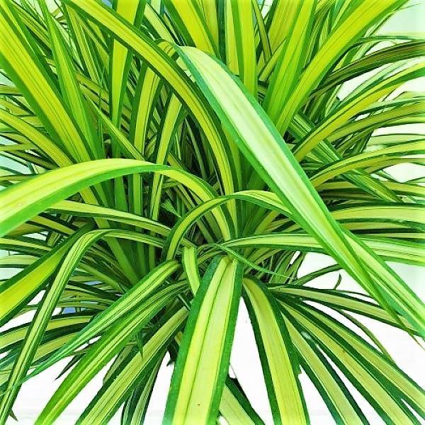 Pandanus Baptistii Variegata - www.Greenie.ae Buy online Best and Healthy Plants and quality products guarantee in Dubai Plants Shop in Dubai Abu Dhabi all over UAE Plants near me Fresh Plants in Dubai where to buy plants in UAE - Greenie.ae