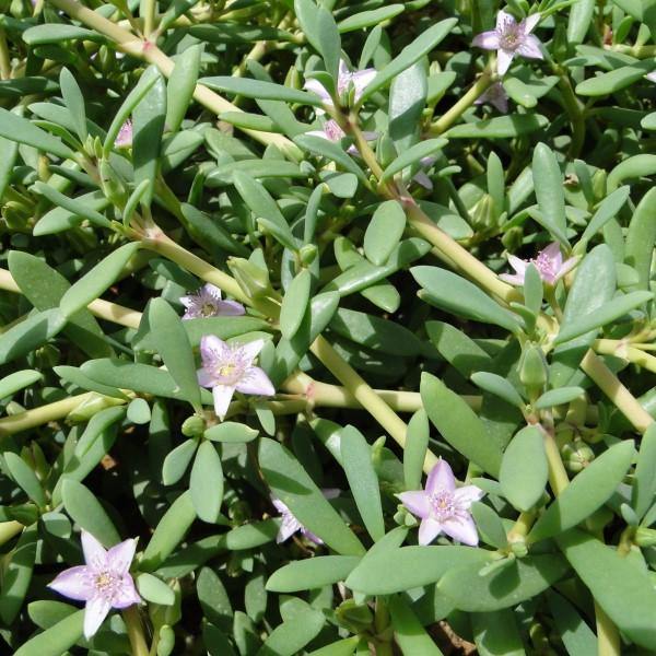 Sesuvium Portulacastrum (small) - www.Greenie.ae Buy online Best and Healthy Plants and quality products guarantee in Dubai Plants Shop in Dubai Abu Dhabi all over UAE Plants near me Fresh Plants in Dubai where to buy plants in UAE - Greenie.ae