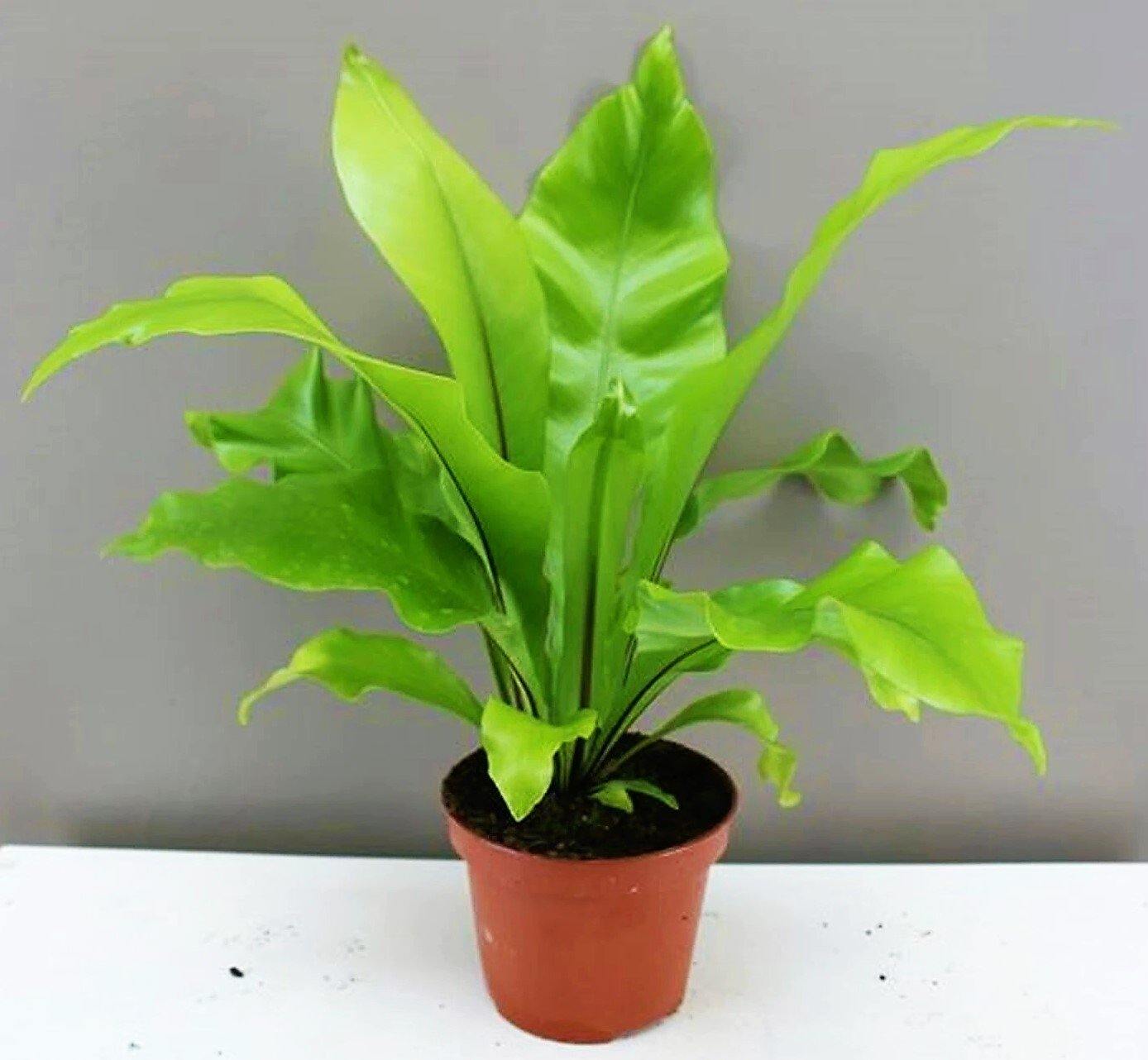 Bird’s Nest Fern, Asplenium Nidus - www.Greenie.ae Buy online Best and Healthy Plants and quality products guarantee in Dubai Plants Shop in Dubai Abu Dhabi all over UAE Plants near me Fresh Plants in Dubai where to buy plants in UAE - Greenie.ae