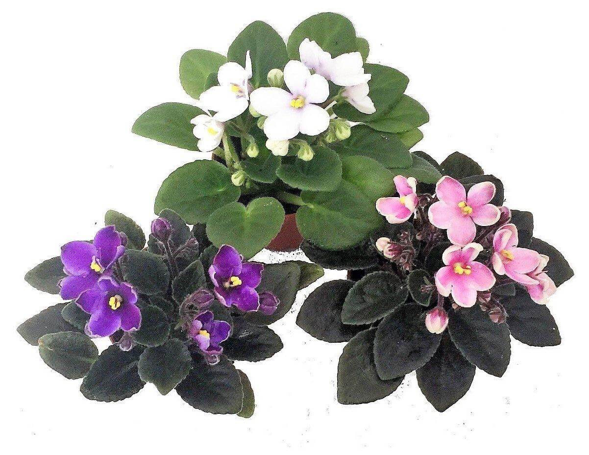 African Violets, Saintpaulia - www.Greenie.ae Buy online Best and Healthy Plants and quality products guarantee in Dubai Plants Shop in Dubai Abu Dhabi all over UAE Plants near me Fresh Plants in Dubai where to buy plants in UAE - Greenie.ae