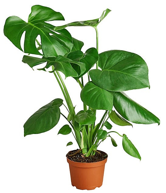 Swiss Cheese Plant, Monstera Deliciosa , The Hurricane - www.Greenie.ae Buy online Best and Healthy Plants and quality products guarantee in Dubai Plants Shop in Dubai Abu Dhabi all over UAE Plants near me Fresh Plants in Dubai where to buy plants in UAE - Greenie.ae