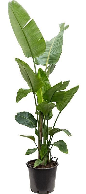 Bird of Paradise, Strelitzia Nicolai - www.Greenie.ae Buy online Best and Healthy Plants and quality products guarantee in Dubai Plants Shop in Dubai Abu Dhabi all over UAE Plants near me Fresh Plants in Dubai where to buy plants in UAE - Greenie.ae