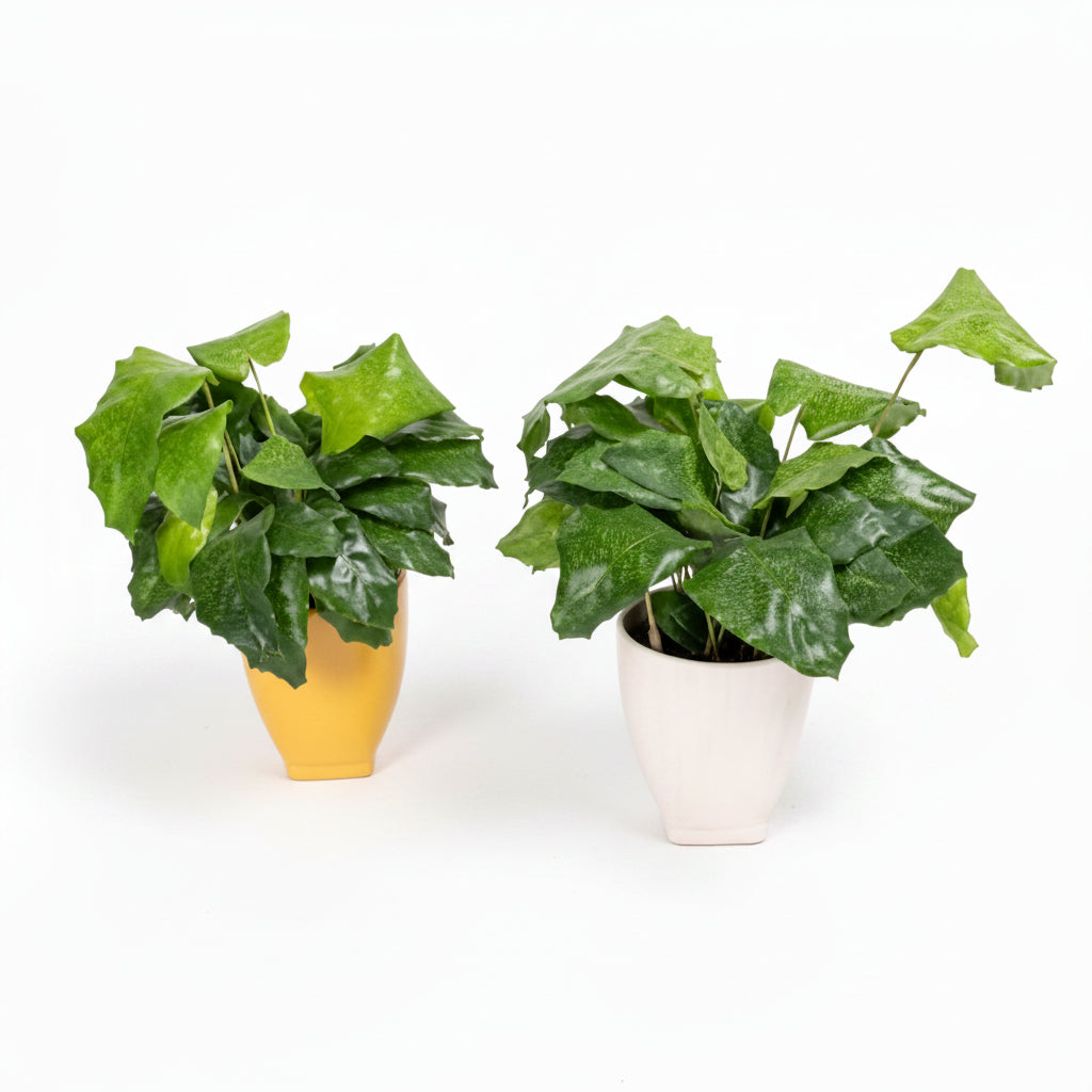 Calathea Mosaica, Network - www.Greenie.ae Buy online Best and Healthy Plants and quality products guarantee in Dubai Plants Shop in Dubai Abu Dhabi all over UAE Plants near me Fresh Plants in Dubai where to buy plants in UAE - Greenie.ae