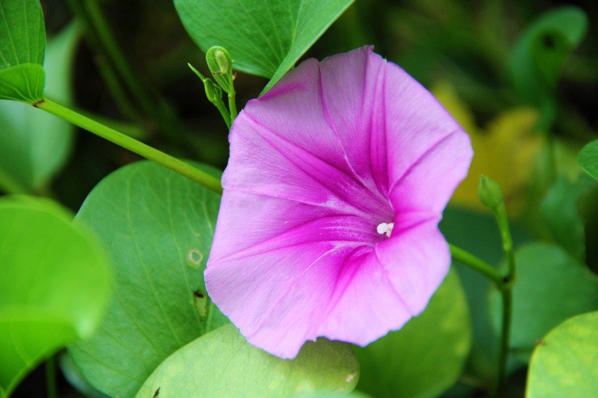 Ipomoea Pes-Caprae, Railroad Vine or Railway Creeper - www.Greenie.ae Buy online Best and Healthy Plants and quality products guarantee in Dubai Plants Shop in Dubai Abu Dhabi all over UAE Plants near me Fresh Plants in Dubai where to buy plants in UAE - Greenie.ae