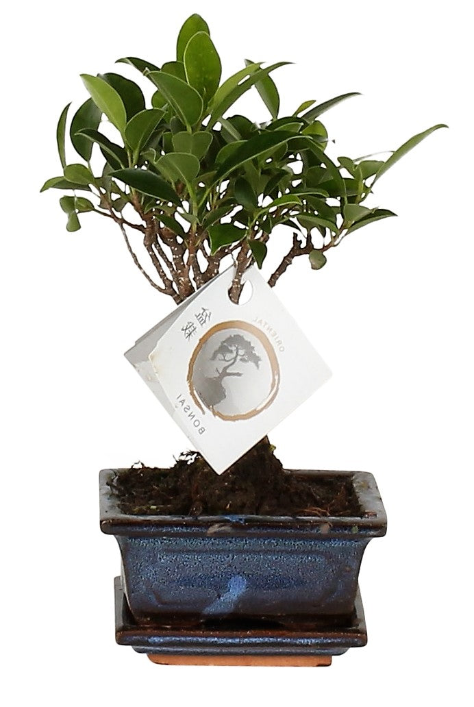 Mini Bonsai Mixed - www.Greenie.ae Buy online Best and Healthy Plants and quality products guarantee in Dubai Plants Shop in Dubai Abu Dhabi all over UAE Plants near me Fresh Plants in Dubai where to buy plants in UAE - Greenie.ae