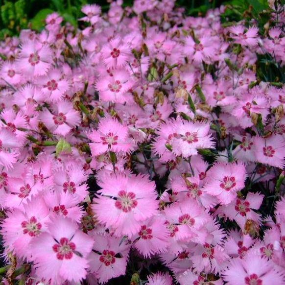 Dianthus Caryophyllus, Carnation (small) - www.Greenie.ae Buy online Best and Healthy Plants and quality products guarantee in Dubai Plants Shop in Dubai Abu Dhabi all over UAE Plants near me Fresh Plants in Dubai where to buy plants in UAE - Greenie.ae