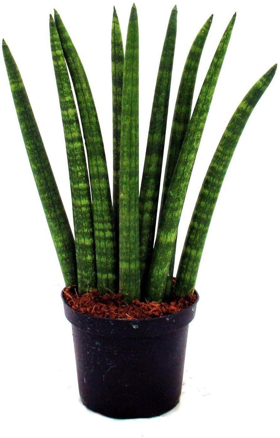 African spear , Sansevieria Cylindrica - www.Greenie.ae Buy online Best and Healthy Plants and quality products guarantee in Dubai Plants Shop in Dubai Abu Dhabi all over UAE Plants near me Fresh Plants in Dubai where to buy plants in UAE - Greenie.ae