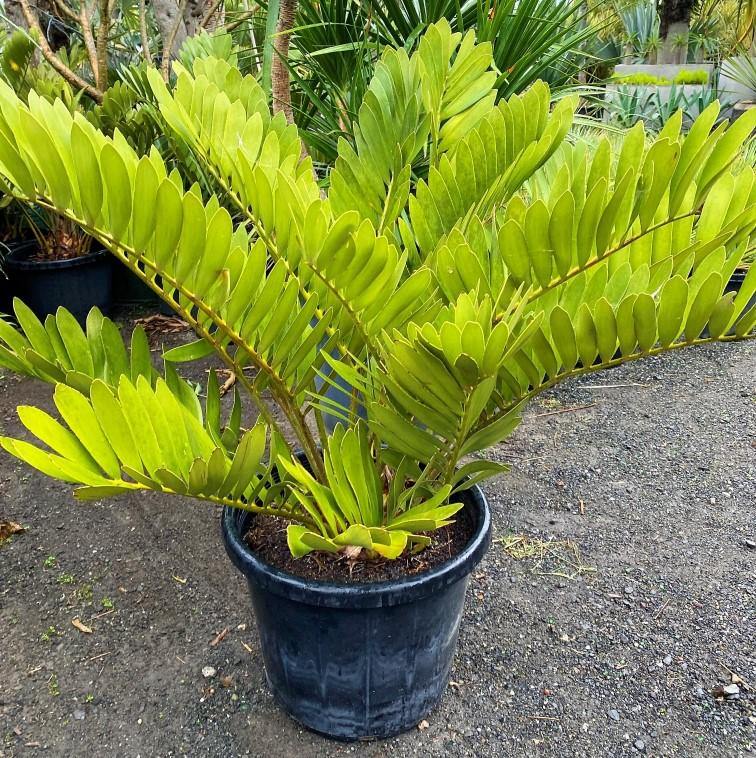 Cardboard Palm, Zamia Furfuracea - www.Greenie.ae Buy online Best and Healthy Plants and quality products guarantee in Dubai Plants Shop in Dubai Abu Dhabi all over UAE Plants near me Fresh Plants in Dubai where to buy plants in UAE - Greenie.ae