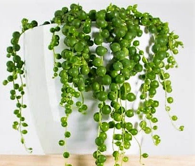 String of Pearls, Senecio Rowleyanus - www.Greenie.ae Buy online Best and Healthy Plants and quality products guarantee in Dubai Plants Shop in Dubai Abu Dhabi all over UAE Plants near me Fresh Plants in Dubai where to buy plants in UAE - Greenie.ae