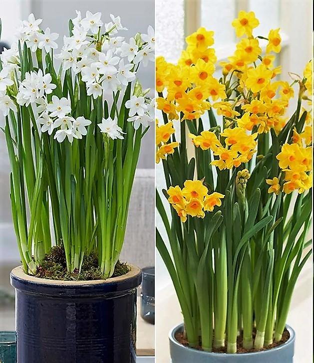 Daffodil, Narcissus - www.Greenie.ae Buy online Best and Healthy Plants and quality products guarantee in Dubai Plants Shop in Dubai Abu Dhabi all over UAE Plants near me Fresh Plants in Dubai where to buy plants in UAE - Greenie.ae
