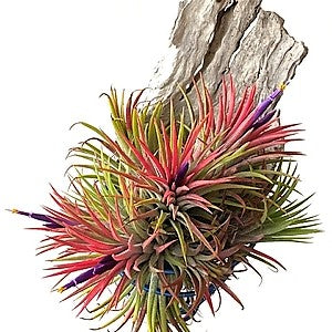 Tillandsia Lonantha Red Clumb - www.Greenie.ae Buy online Best and Healthy Plants and quality products guarantee in Dubai Plants Shop in Dubai Abu Dhabi all over UAE Plants near me Fresh Plants in Dubai where to buy plants in UAE - Greenie.ae