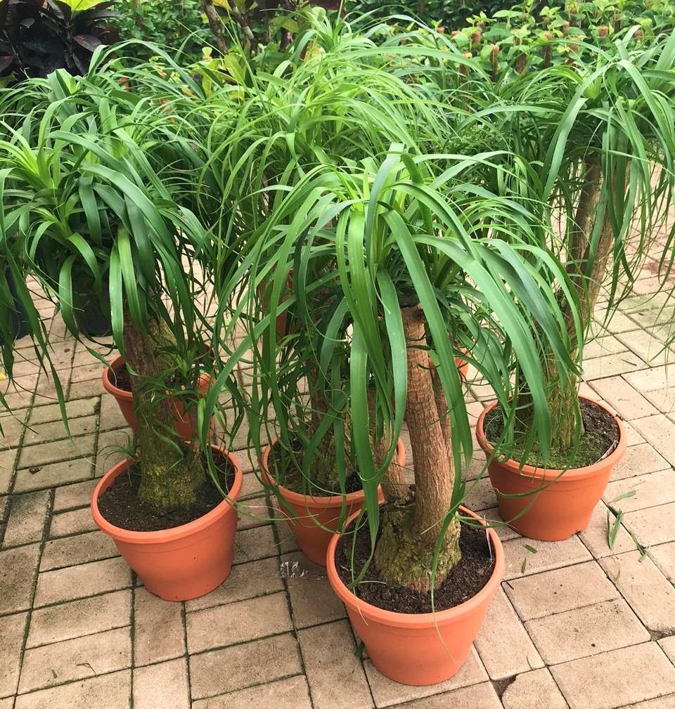 Elephant’s Foot, Beaucarnea Recurvata, Ponytail Palm - www.Greenie.ae Buy online Best and Healthy Plants and quality products guarantee in Dubai Plants Shop in Dubai Abu Dhabi all over UAE Plants near me Fresh Plants in Dubai where to buy plants in UAE - Greenie.ae