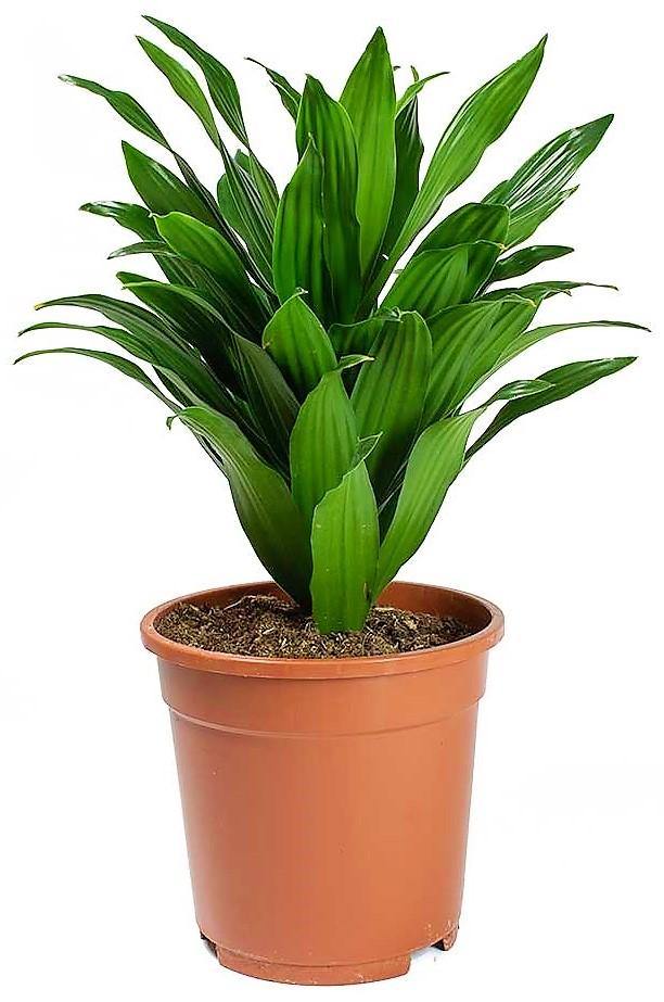Dracaena Compacta Small - www.Greenie.ae Buy online Best and Healthy Plants and quality products guarantee in Dubai Plants Shop in Dubai Abu Dhabi all over UAE Plants near me Fresh Plants in Dubai where to buy plants in UAE - Greenie.ae