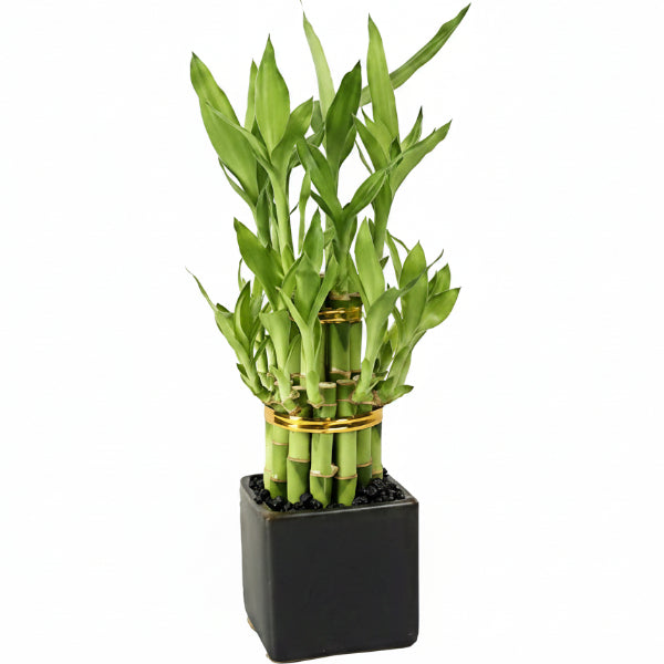 Lucky Bamboo Steps, Dracaena Sanderiana - www.Greenie.ae Buy online Best and Healthy Plants and quality products guarantee in Dubai Plants Shop in Dubai Abu Dhabi all over UAE Plants near me Fresh Plants in Dubai where to buy plants in UAE - Greenie.ae