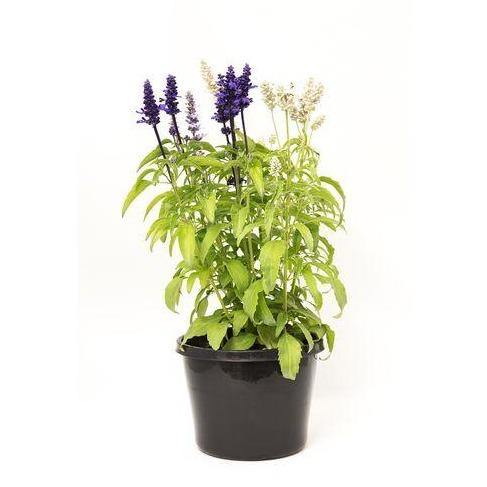 Sage of the diviners (small) - www.Greenie.ae Buy online Best and Healthy Plants and quality products guarantee in Dubai Plants Shop in Dubai Abu Dhabi all over UAE Plants near me Fresh Plants in Dubai where to buy plants in UAE - Greenie.ae