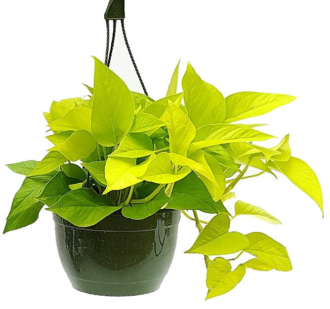 pothos dubai Neon Pothos