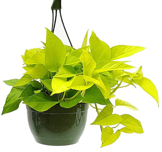 Neon Pothos - www.Greenie.ae Buy online Best and Healthy Plants and quality products guarantee in Dubai Plants Shop in Dubai Abu Dhabi all over UAE Plants near me Fresh Plants in Dubai where to buy plants in UAE - Greenie.ae