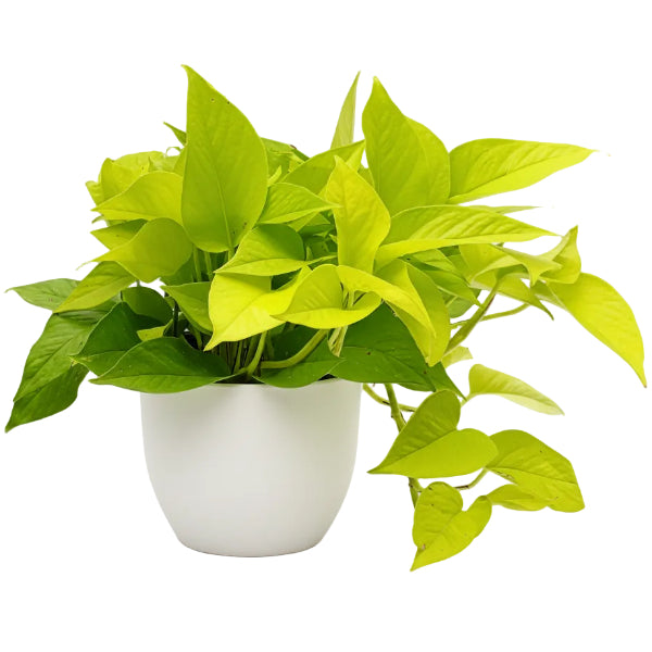 Neon Pothos - www.Greenie.ae Buy online Best and Healthy Plants and quality products guarantee in Dubai Plants Shop in Dubai Abu Dhabi all over UAE Plants near me Fresh Plants in Dubai where to buy plants in UAE - Greenie.ae