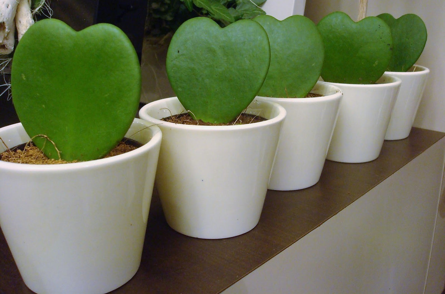 Lucky Heart, Hoya Kerrii - www.Greenie.ae Buy online Best and Healthy Plants and quality products guarantee in Dubai Plants Shop in Dubai Abu Dhabi all over UAE Plants near me Fresh Plants in Dubai where to buy plants in UAE - Greenie.ae