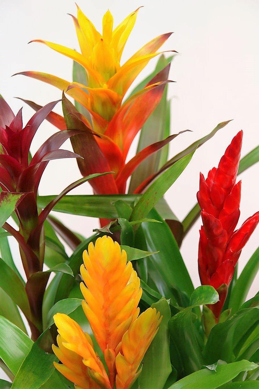 Guzmania Red Yellow Orange Plants, Scarlet Star - www.Greenie.ae Buy online Best and Healthy Plants and quality products guarantee in Dubai Plants Shop in Dubai Abu Dhabi all over UAE Plants near me Fresh Plants in Dubai where to buy plants in UAE - Greenie.ae