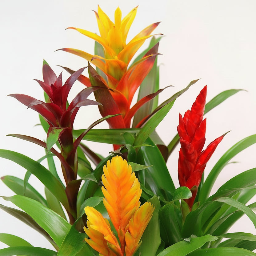 Guzmania Red Yellow Orange Plants, Scarlet Star - www.Greenie.ae Buy online Best and Healthy Plants and quality products guarantee in Dubai Plants Shop in Dubai Abu Dhabi all over UAE Plants near me Fresh Plants in Dubai where to buy plants in UAE - Greenie.ae