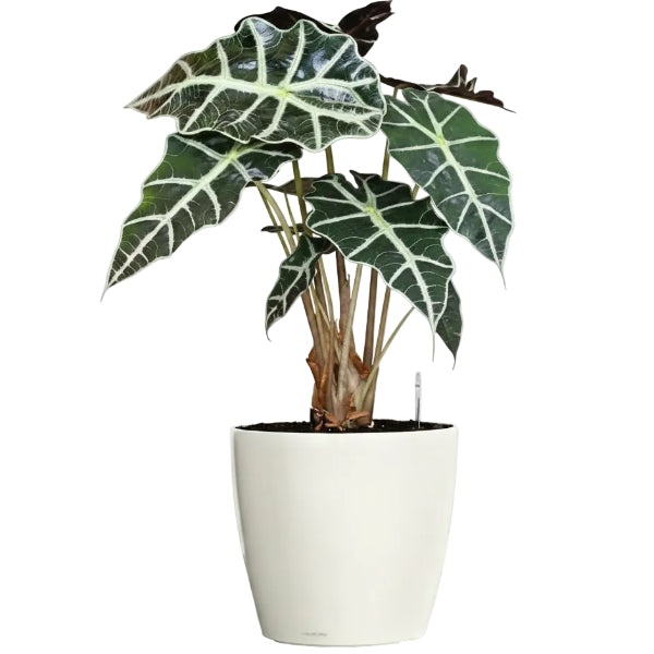 Alocasia Polly ,Elephant Ear, African Shield - www.Greenie.ae Buy online Best and Healthy Plants and quality products guarantee in Dubai Plants Shop in Dubai Abu Dhabi all over UAE Plants near me Fresh Plants in Dubai where to buy plants in UAE - Greenie.ae